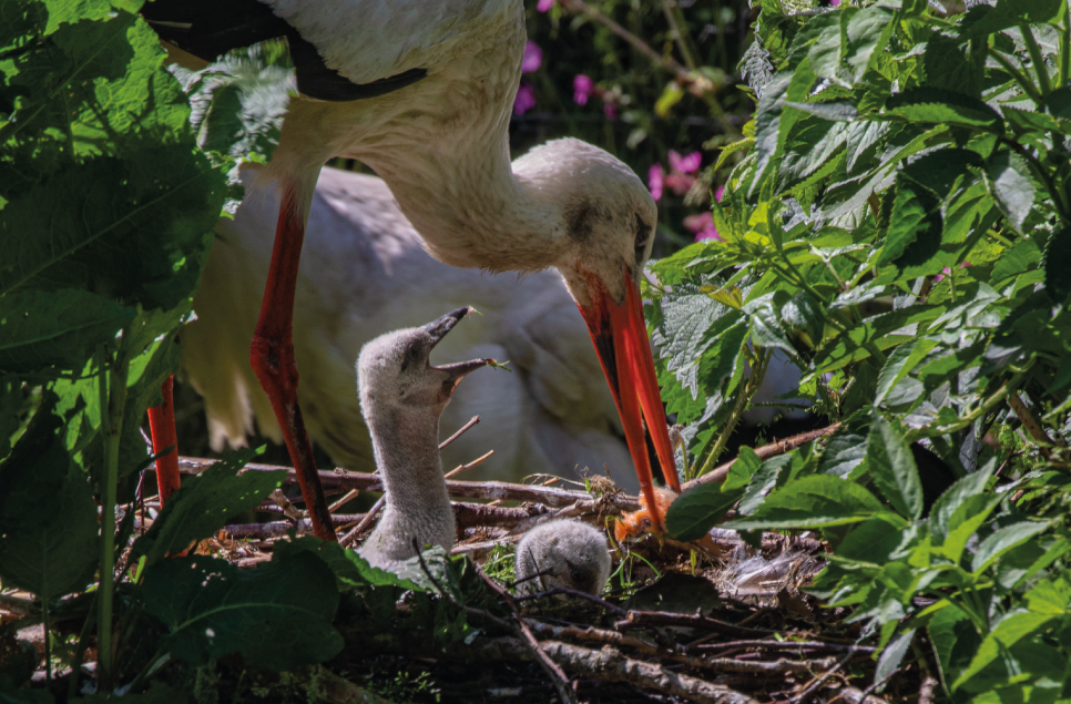 The stork chicks have fledged!